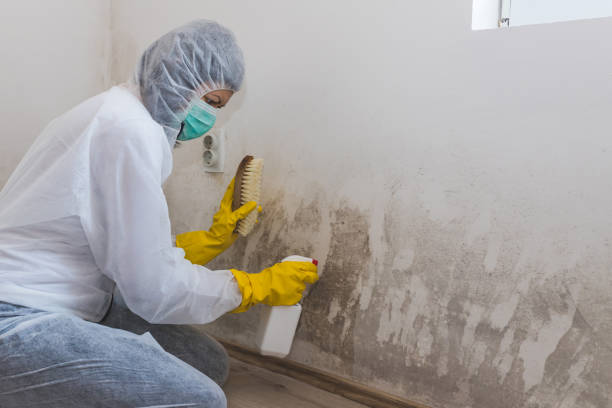 Best Crawl Space Mold Removal  in Winter Garden, FL