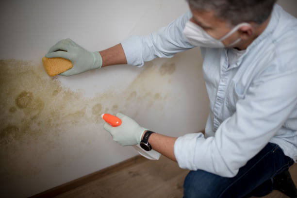 Office Mold Removal Services in Winter Garden, FL