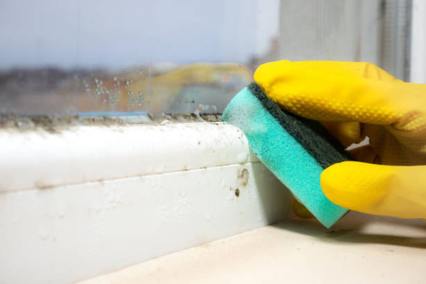 Best Black Mold Removal  in Winter Garden, FL