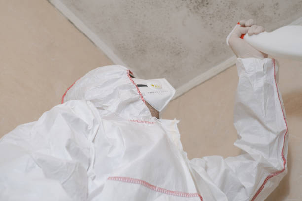 Best Attic Mold Removal  in Winter Garden, FL