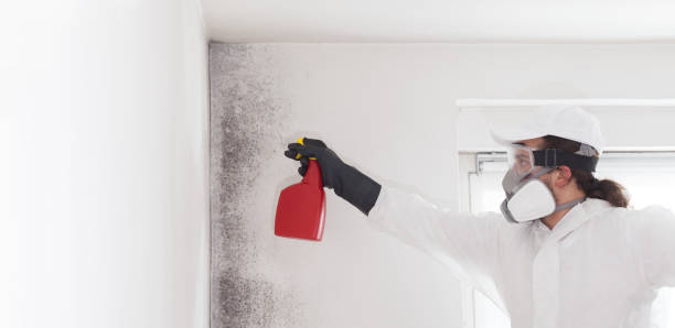 Best Commercial Mold Removal  in Winter Garden, FL